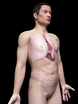 illustration of the lung of an asian male guy
