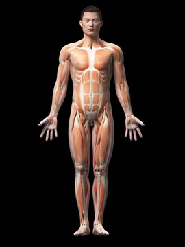 muscles of an asian male guy