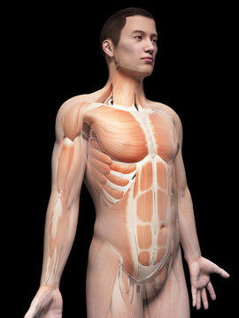 muscles of an asian male guy