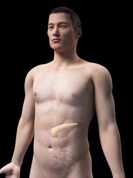 illustration of the pancreas of an asian male guy