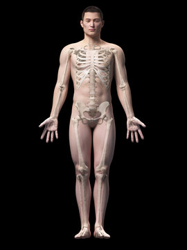 illustration of the skeleton of an asian male guy
