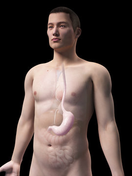 illustration of the stomach of an asian male guy