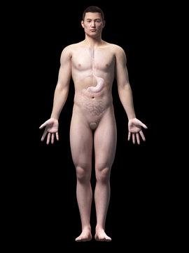 illustration of the stomach of an asian male guy