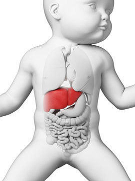 medical illustration showing the liver of a baby