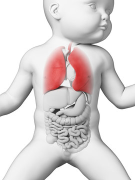 medical illustration showing the lung of a baby