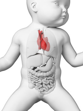 medical illustration showing the heart of a baby