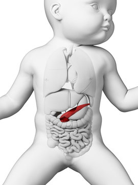 medical illustration showing the pancreas of a baby