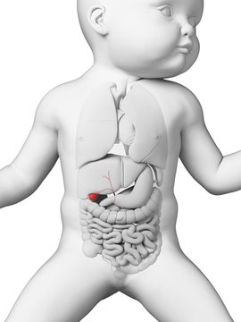 medical illustration showing the gallbladder of a baby