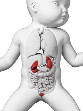 medical illustration showing the urinary system of a baby