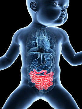 medical illustration showing the small intestine of a baby
