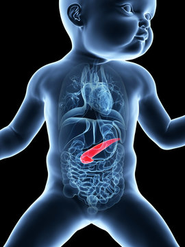 medical illustration showing the pancreas of a baby
