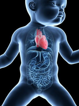 medical illustration showing the heart of a baby