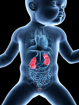 medical illustration showing the urinary system of a baby