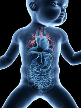 medical illustration showing the bronchi of a baby