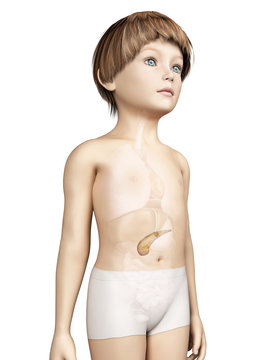 anatomy of a young child - pancreas