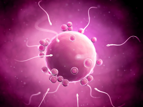 medical illustration of the human fertilization