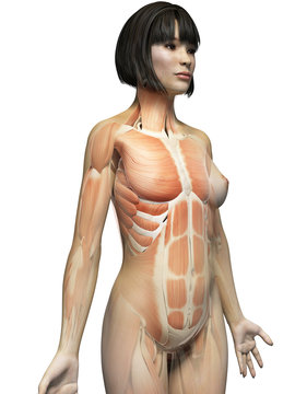 anatomy of an asian woman - muscles