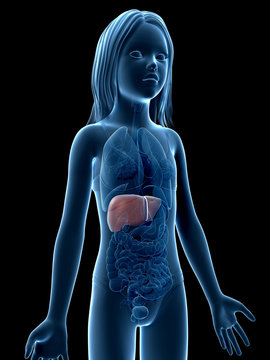 anatomy of a young girl - the liver