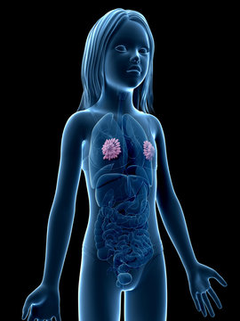 anatomy of a young girl - mammary glands