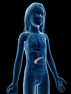 anatomy of a young girl - the pancreas