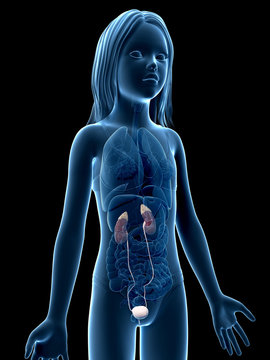 anatomy of a young girl - the urinary system