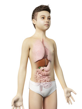 anatomy of a young boy - the organs