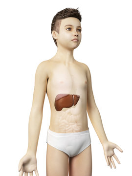 anatomy of a young boy - the liver
