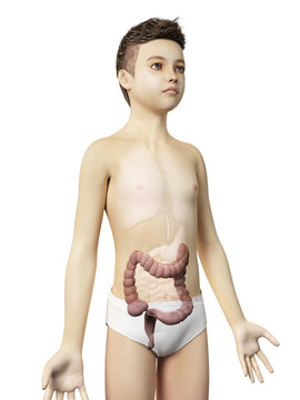 anatomy of a young boy - the colon