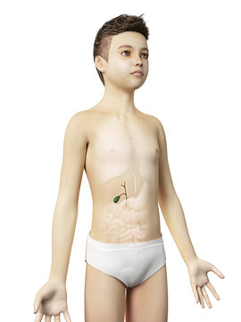 anatomy of a young boy - the gallbladder