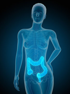 medical illustration of the female colon