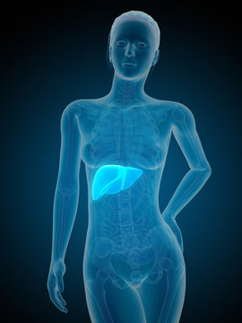 medical illustration of the female liver