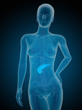 medical illustration of the female pancreas
