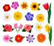 Big collection of colorful flowers. Vector illustration.