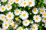White daisy flower
