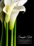 Beautiful white Calla lilies with reflection on black background