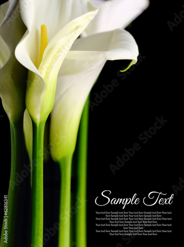 Fotomural Beautiful white Calla lilies with reflection on black background