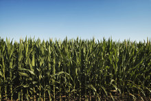 A field of tall maize plants, in a scenic landscape. 