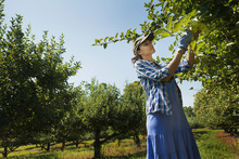 A Woman Picking Apples In An Orchard Of Fruit Trees. 