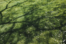 Lush Green Grass Of A Lawn With Trees Casting Shadows On The Surface, Providing Cool Shade. 