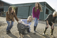 Three Children And A Young Woman With A Large Pig, In The Pigpen At An Animal Sanctuary.