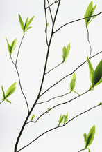 A Branch With A Pattern Of Slender Twigs Leading Off The Central Branch, With Green Shoots And Leaves Emerging. Growth.