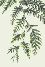 Western Red Cedar Tree Branch With Green Linear Shaped Leaves Against A White Background.