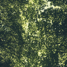 The Tree Canopy Of Big Maple Trees With Lush Green Leaves, Viewed From The Ground.