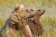 Brown Bears, Lake Clark National Park, Alaska, USA