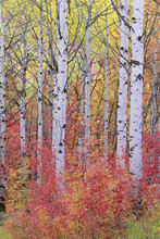 A Forest Of Aspen Trees In The Wasatch Mountains, With Striking Yellow And Red Autumn Foliage.