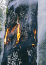 A Controlled Forest Burn, A Deliberate Fire Set To Create A Healthier And More Sustainable Forest Ecosystem. The Prescribed Burn Of Forest Creates The Right Condition For Regrowth.