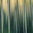 © Mint Images - Alder tree forest abstract, blurred motion, Olympic NP