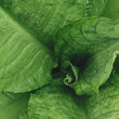 © Mint Images - Close up of water drops on lush, green Skunk cabbage leaves (Lysichiton americanus), Hoh Rainforest, Olympic NP
