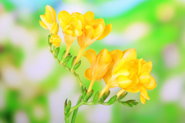 Canvas Print - Beautiful freesias on green nature background