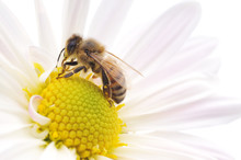 Honeybee And White Flower